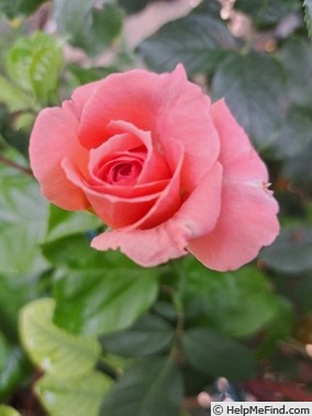 'Laurent Cabrol ®' rose photo