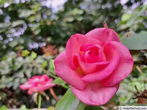 'Parfum Royal Cl.' rose photo