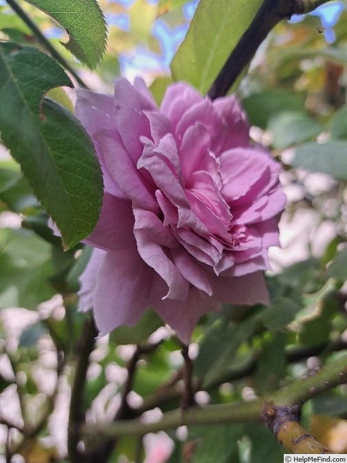 'Novalis ®' rose photo