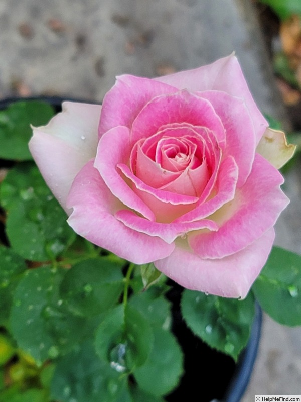 'Painted Porcelain™' rose photo