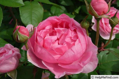 'Perfume Everscape' rose photo