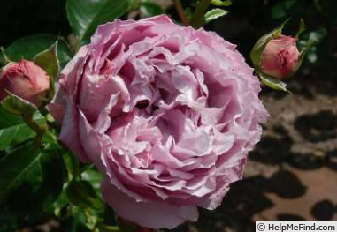 'Alexandra David Neel ®' rose photo