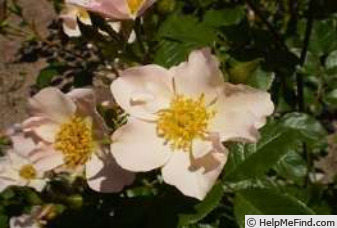 'Warbling' rose photo