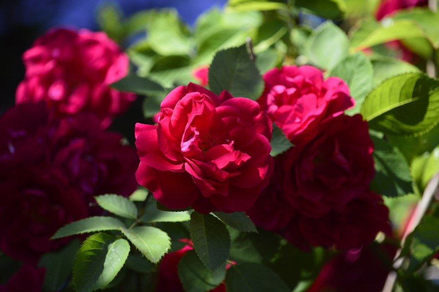 'Geschwinds Schönste' rose photo