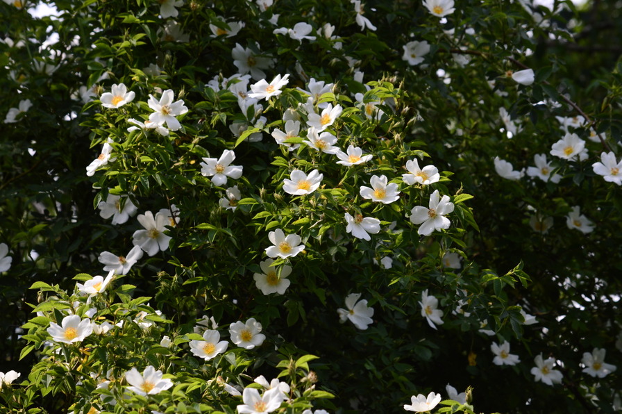 'Alba Simplex (hybrid clinophylla)' rose photo