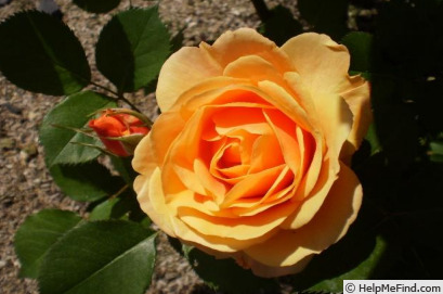 'Chaterine ™' rose photo