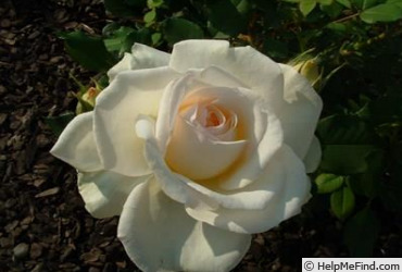 'Stockholm ™' rose photo