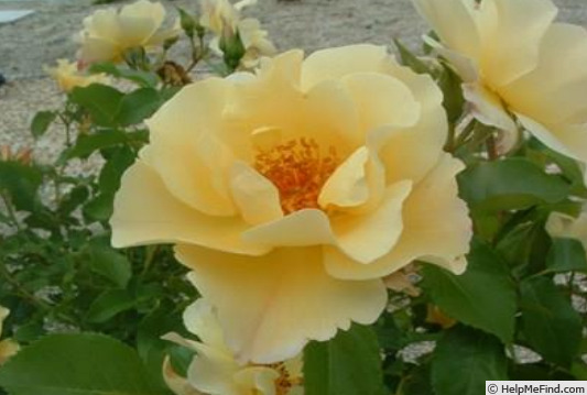 'Kinrenpo' rose photo