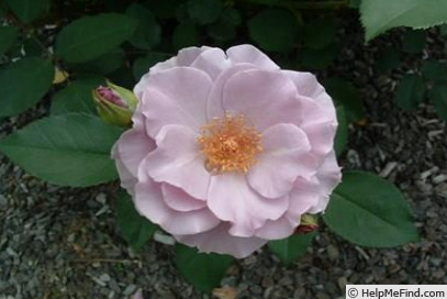 'Paper Moon' rose photo