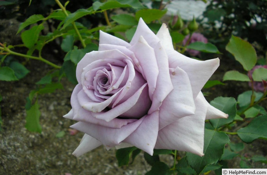 'Sweet Moon' rose photo
