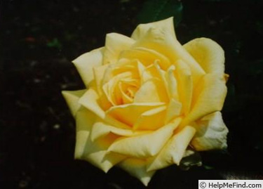 'Gekko' rose photo