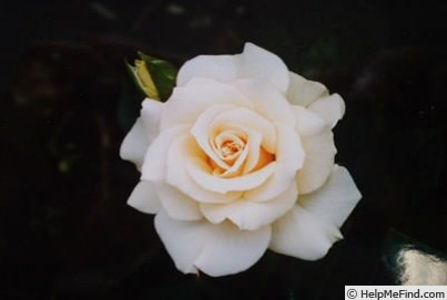 'Thumbelina (Miniature, Schuurman 1998)' rose photo