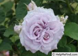 'ZENfueccentric' rose photo