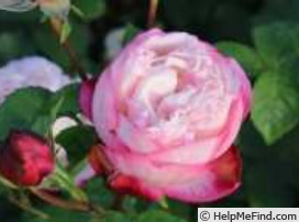 'Rikopuritti' rose photo
