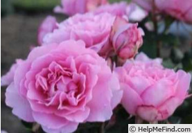 'Healing' rose photo