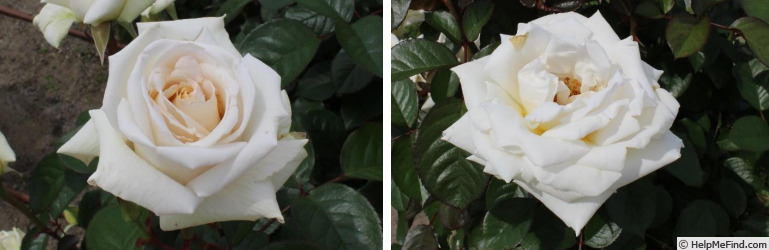 'Crème de Meilland ®' rose photo