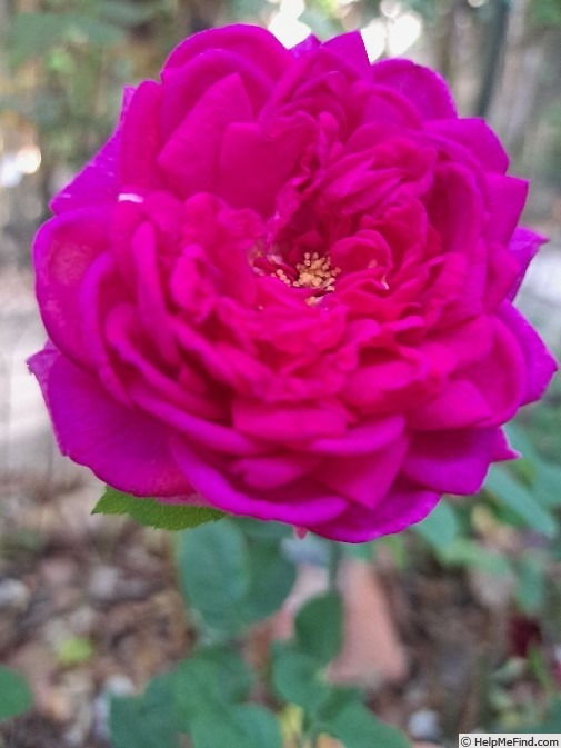 'Young Lycidas' rose photo