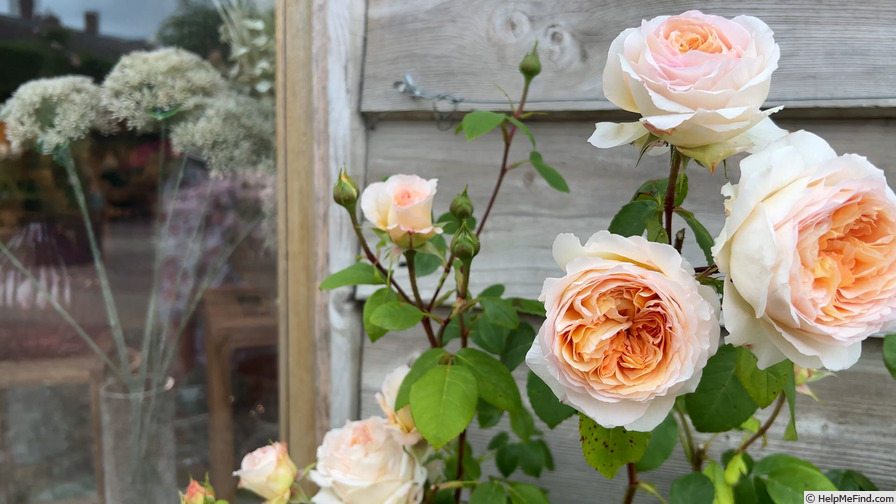 'Bathsheba' rose photo