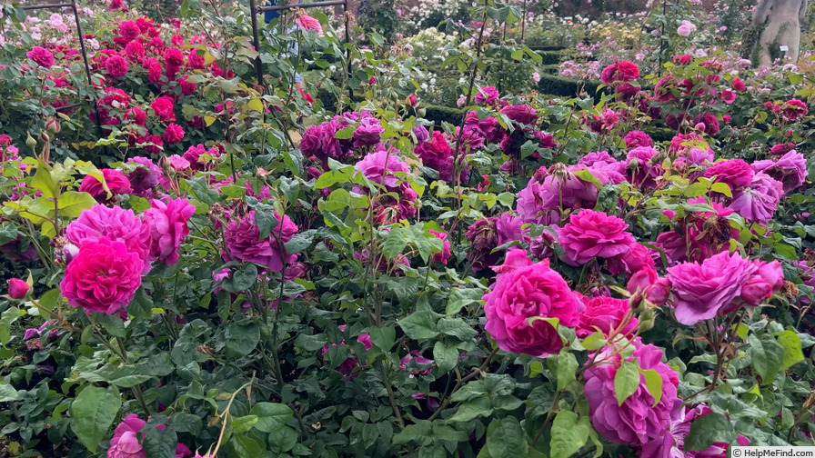 'Young Lycidas' rose photo