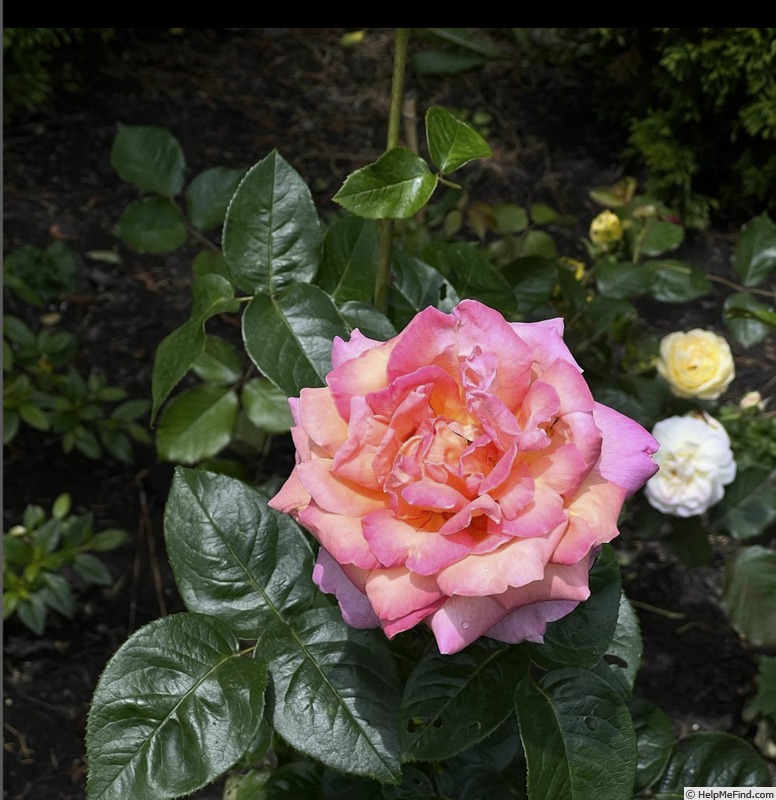 'Chicago Peace' rose photo