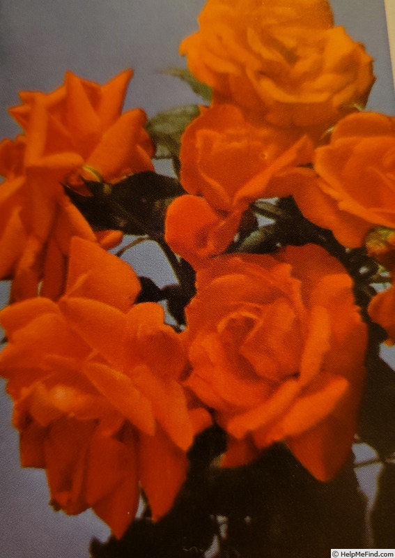 'Dickson's Flame' rose photo