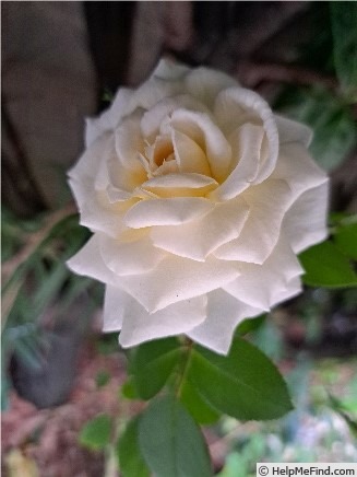 'Covent Garden (floribunda, Harkness 1999)' rose photo