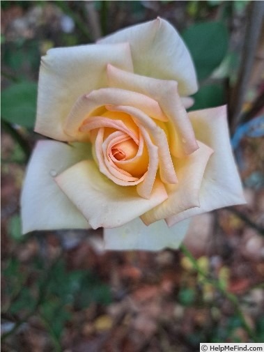 'Isabelle Joerger' rose photo