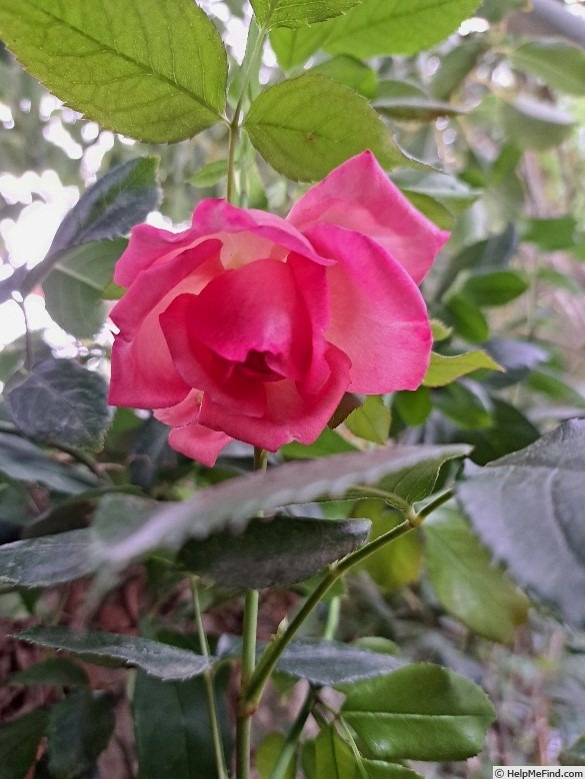 'La Rose de Molinard ®' rose photo