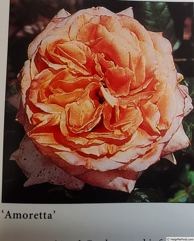 'Amoretta (Apricot Hybrid Tea, Kordes 1997)' rose photo