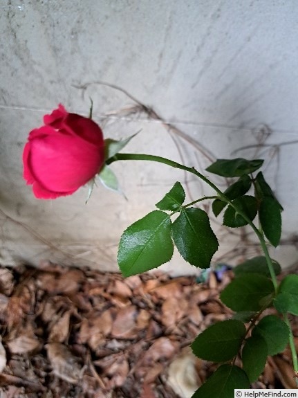 'Rose Clos Vougeot ® (floribunda, Delbard 2019)' rose photo
