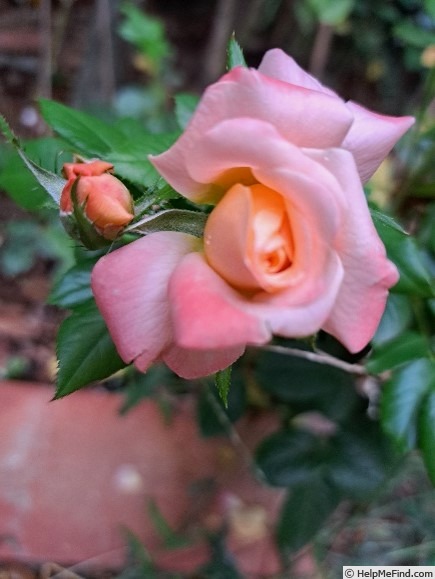 'King Arthur ® (floribunda, Harkness, 1988)' rose photo