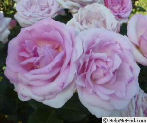 'ORA 150-700' rose photo