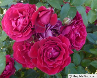 'ORA 152-757' rose photo