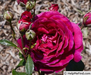 'ORA 152-757' rose photo