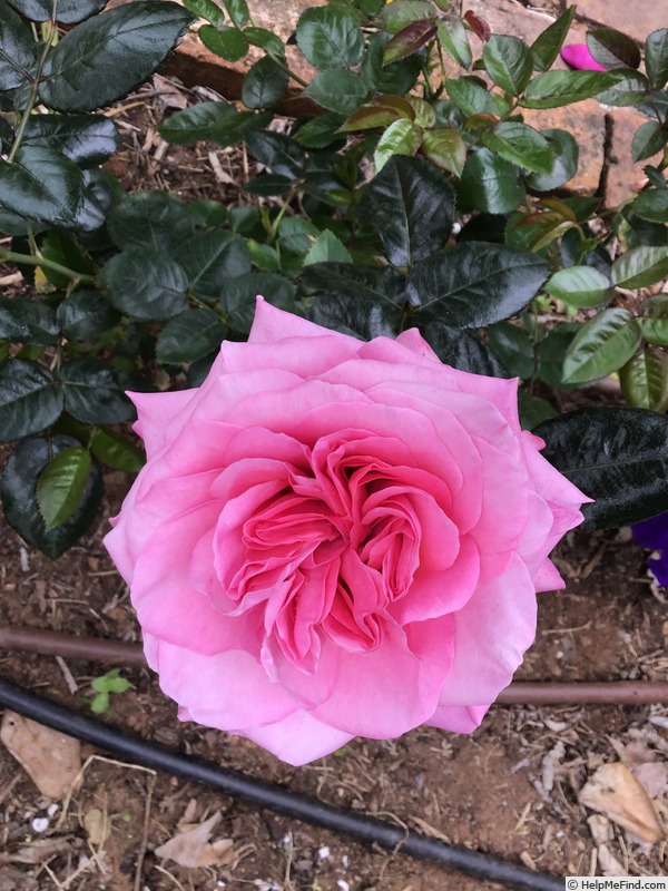 'Showpiece Blush' rose photo