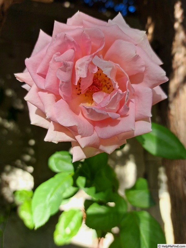 'Gérard Depardieu ®' rose photo