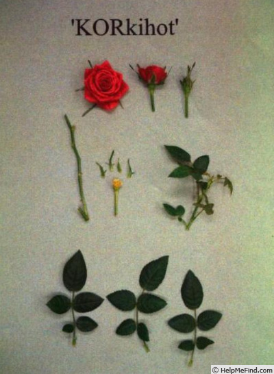 'KORkihot' rose photo