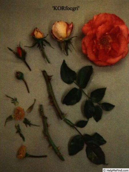 'KORfocgri' rose photo