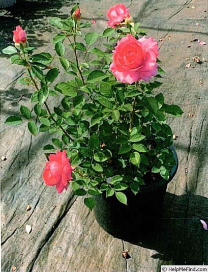 'KORcarmsis' rose photo