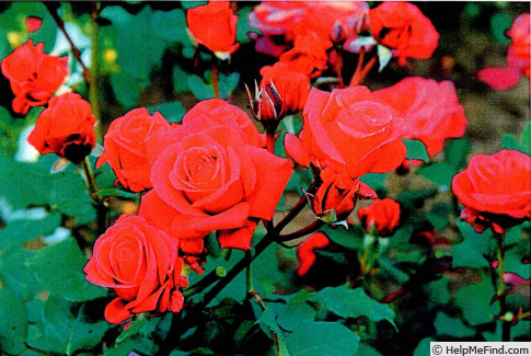 'Noa16079' rose photo