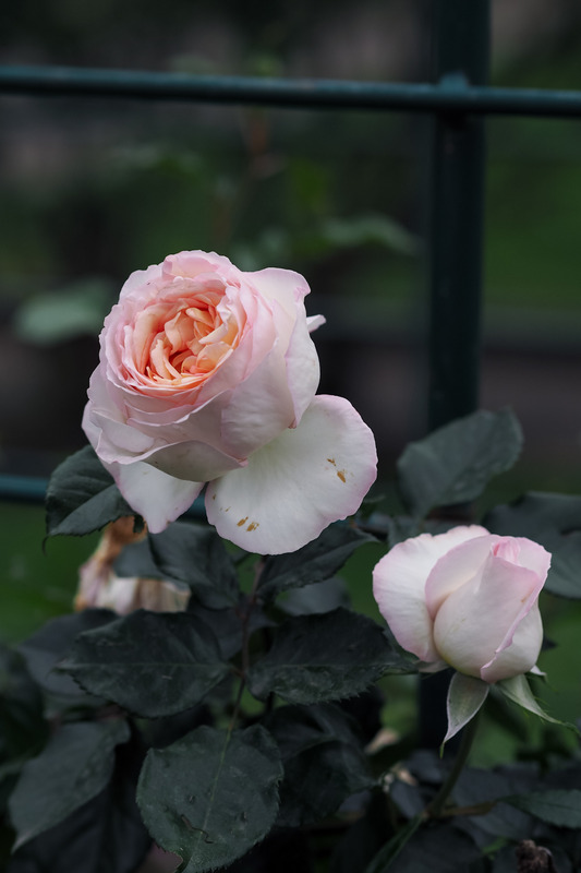 '12.13058.5' rose photo