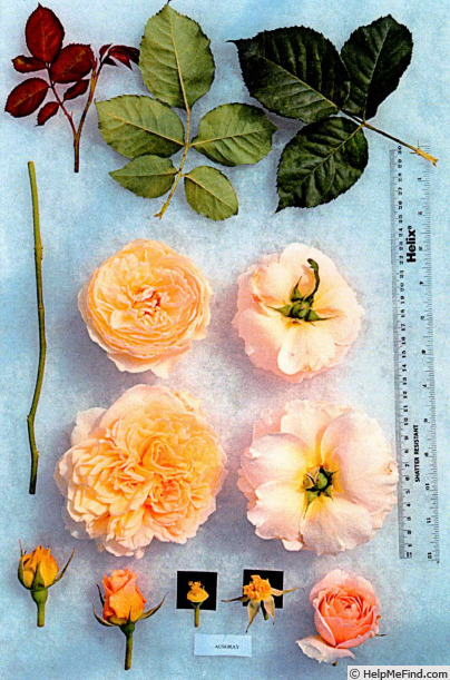 'AUSgray' rose photo
