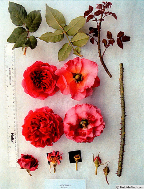 'AUScrowd' rose photo