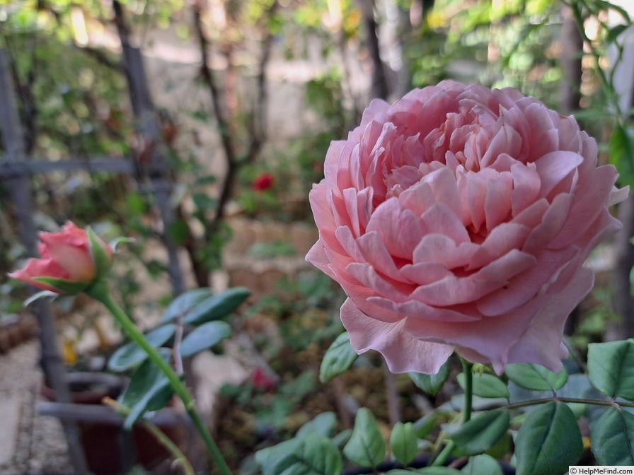 'Eisvogel ®' rose photo