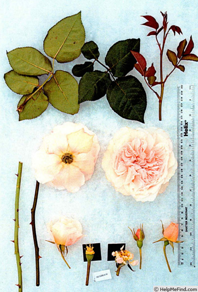 'AUSimage' rose photo