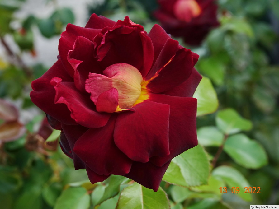 'Black Gold (hybrid tea, Meilland before 2008)' rose photo