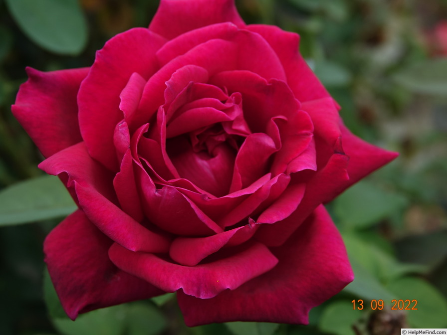 'Ilona (hybrid tea, Verbeek, 1973)' rose photo