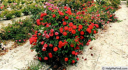 'SPROflored' rose photo