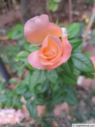 'King Arthur ® (floribunda, Harkness, 1988)' rose photo