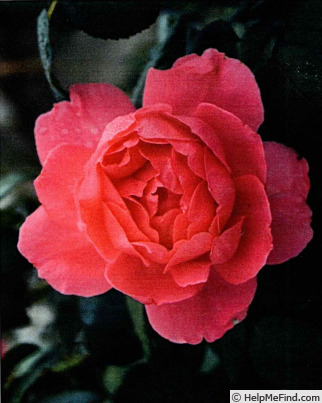 'LIMformosa' rose photo